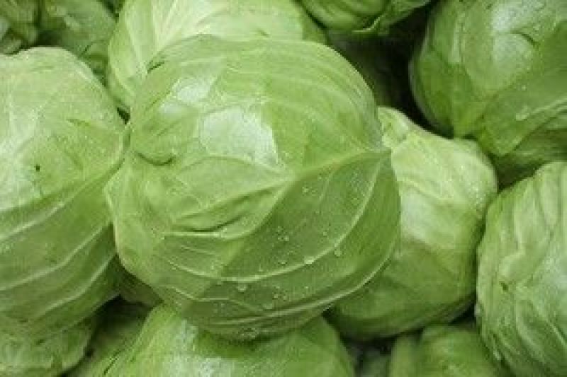 【甘蓝】山东圆包菜大量上市一手货源可视频看货欢迎