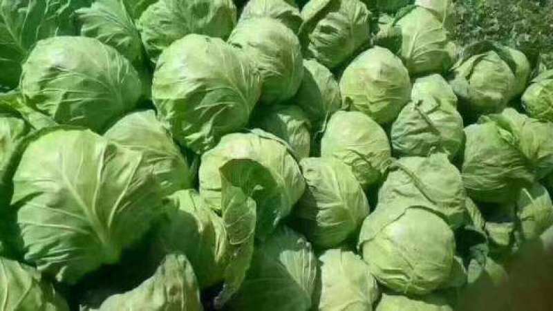 【甘蓝】山东圆包菜大量上市一手货源可视频看货欢迎