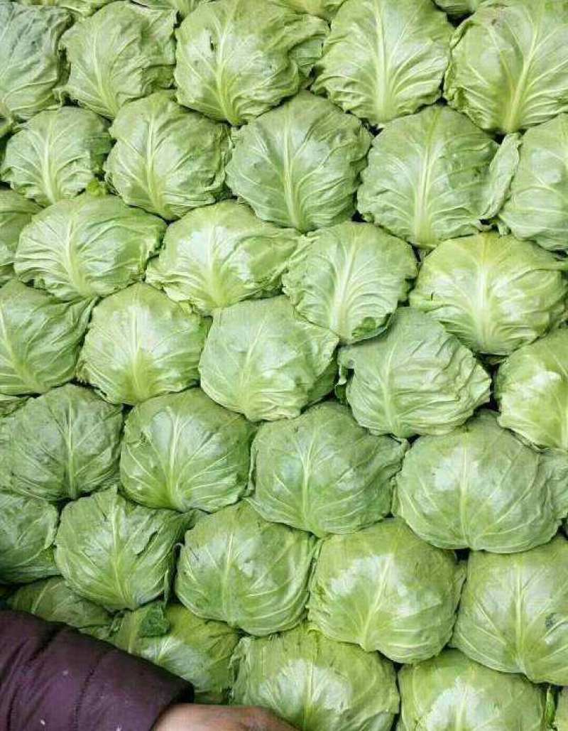【甘蓝】山东圆包菜大量上市一手货源可视频看货欢迎