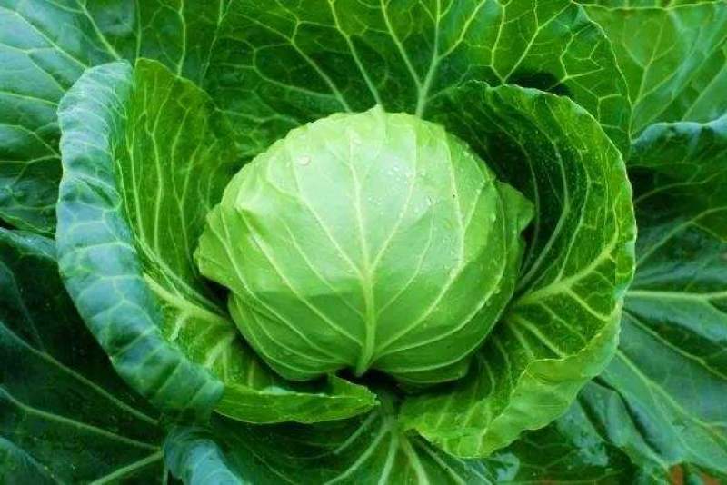【甘蓝】山东圆包菜大量上市一手货源可视频看货欢迎