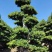 怪根造型榕盆面量1.3-1.4米，带盆高1.5-1.6