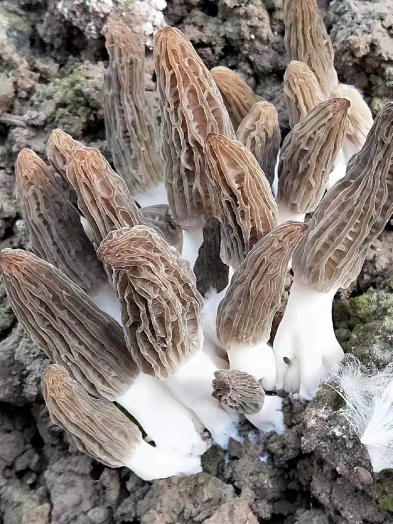 羊肚菌栽培种，六妹系列，免费提供技术，回收产品