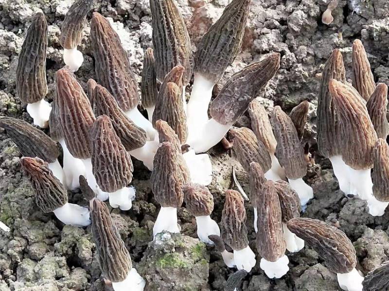 羊肚菌栽培种，六妹系列，免费提供技术，回收产品