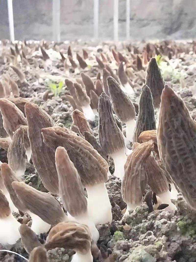 羊肚菌栽培种，六妹系列，免费提供技术，回收产品