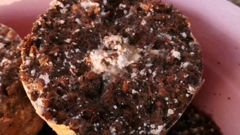 羊肚菌栽培种，六妹系列，免费提供技术，回收产品