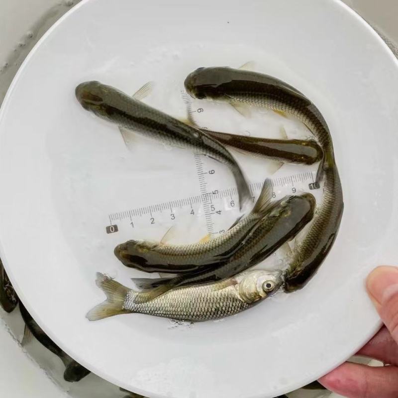 优质草鱼苗生长快四大家鱼苗鱼场专供种类多