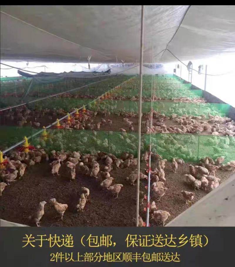 塑料网养殖鸡鸭鹅围栏网育雏苗网格垫鱼塘隔离栏网楼梯栏网