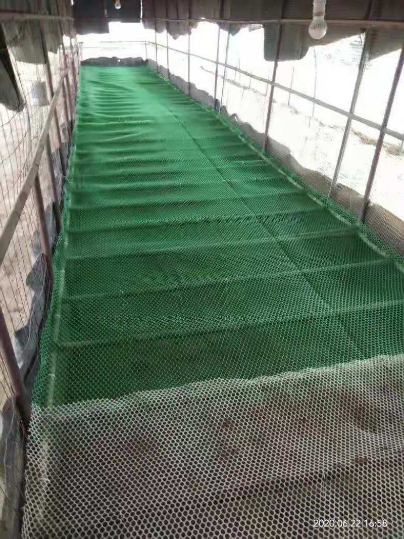 塑料网养殖鸡鸭鹅围栏网育雏苗网格垫鱼塘隔离栏网楼梯栏网