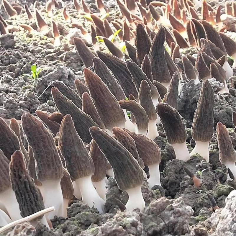 羊肚菌栽培种，六妹系列，免费提供技术，回收产品
