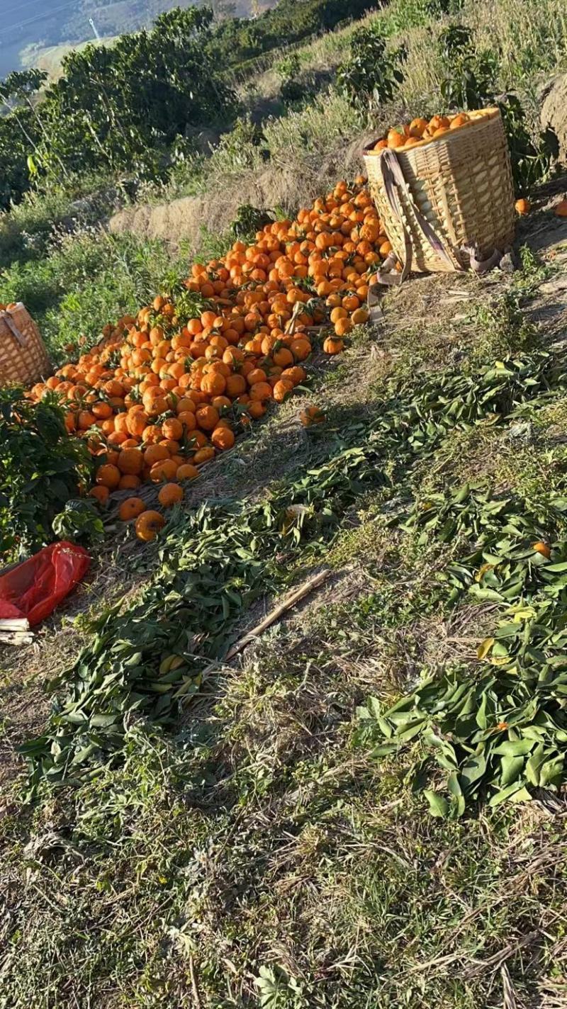 云南精品沃柑多汁纯甜现摘现发个头大货源充足可视频看货