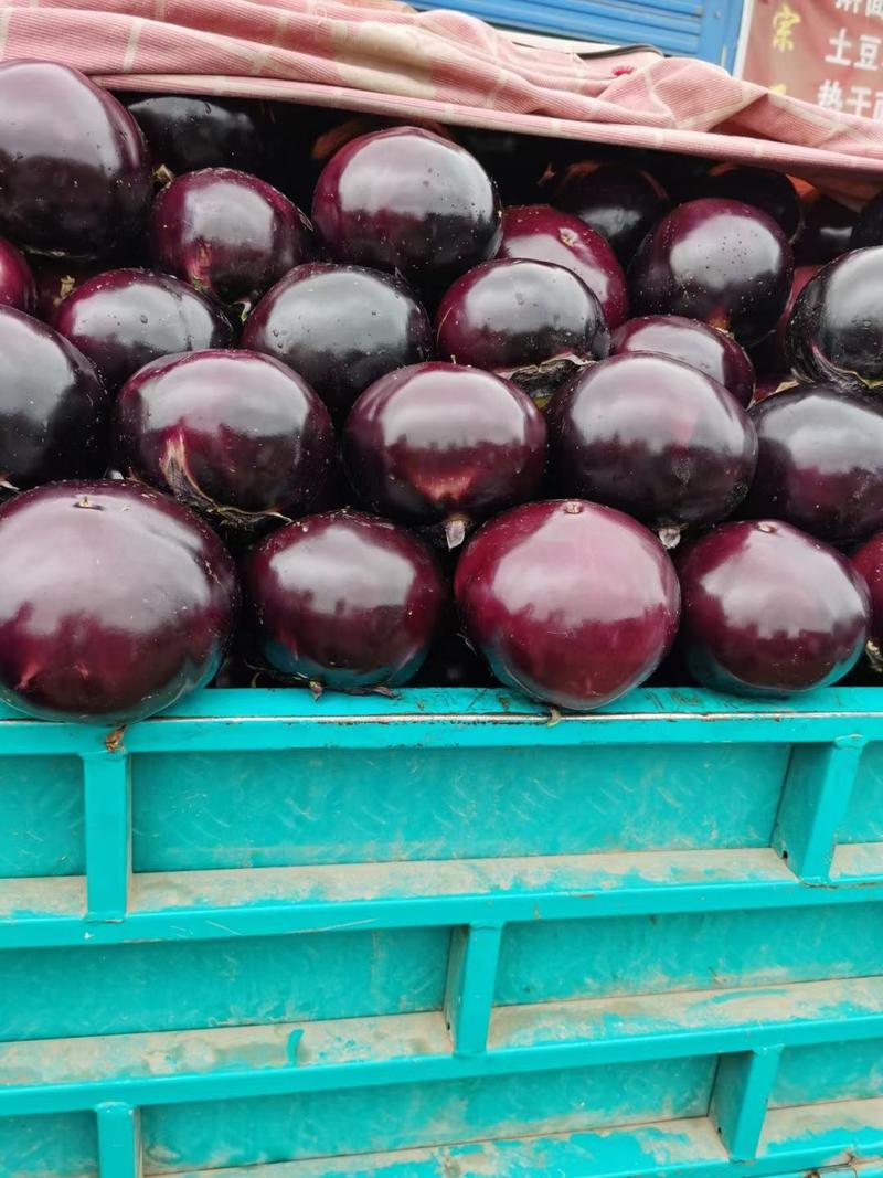 【推荐】河南精品紫光园茄大量上市中，产地直供，可视频看货