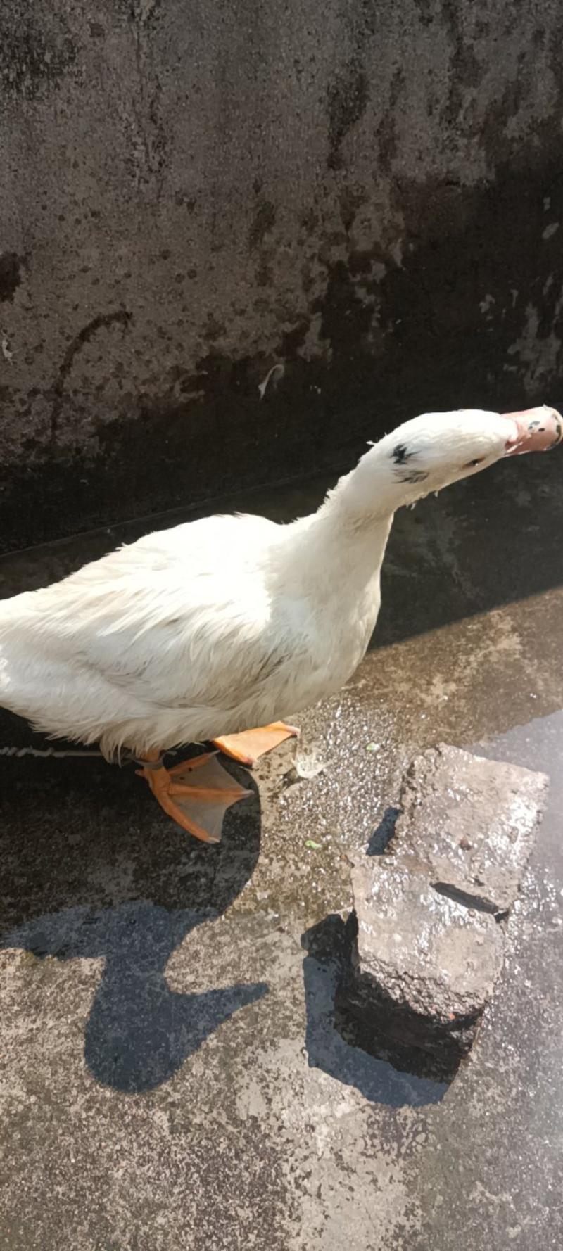 农家自养的大白鸭新鲜，7—8斤为—件包邮，包杀。