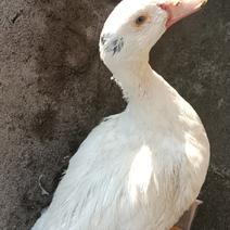 农家自养的大白鸭新鲜，7—8斤为—件包邮，包杀。