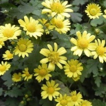 野菊花种子多年生植物花种子四季种野黄菊花种子花草种子