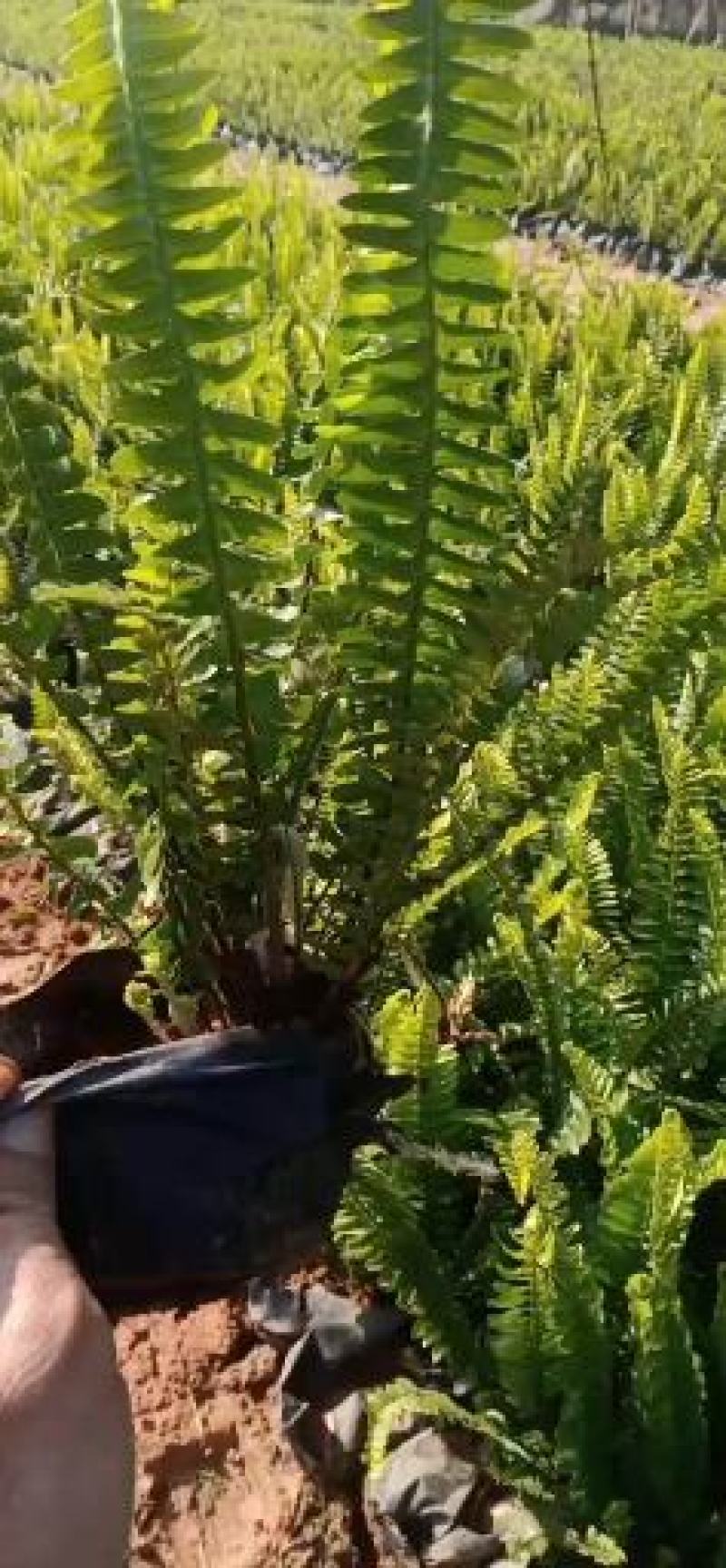 排骨草福建漳州排骨草绿化庭院设计基地直供大小规格袋苗