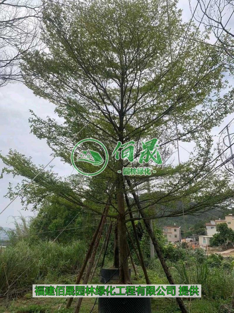 漳州小叶榄仁批发价格、福建大量供应细叶榄仁、小叶榄仁种植