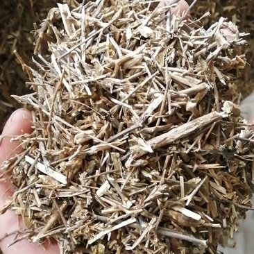 沙蓬猪毛菜扎蓬棵扎蓬蒿刺沙蓬猪毛草蓬子