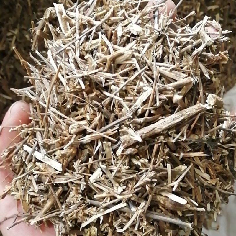 沙蓬猪毛菜扎蓬棵扎蓬蒿刺沙蓬猪毛草蓬子