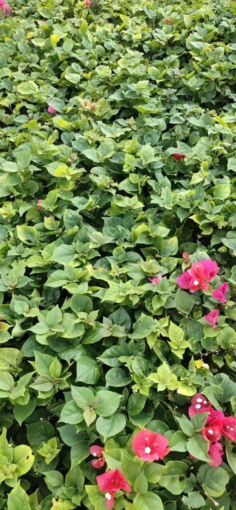 福建省漳州市供应绿庭院设计，三角梅大小规格袋苗