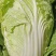大白菜黄心白菜、青杂3号、秋晓白菜、鸡腿白菜基地直销