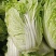 大白菜黄心白菜、青杂3号、秋晓白菜、鸡腿白菜基地直销