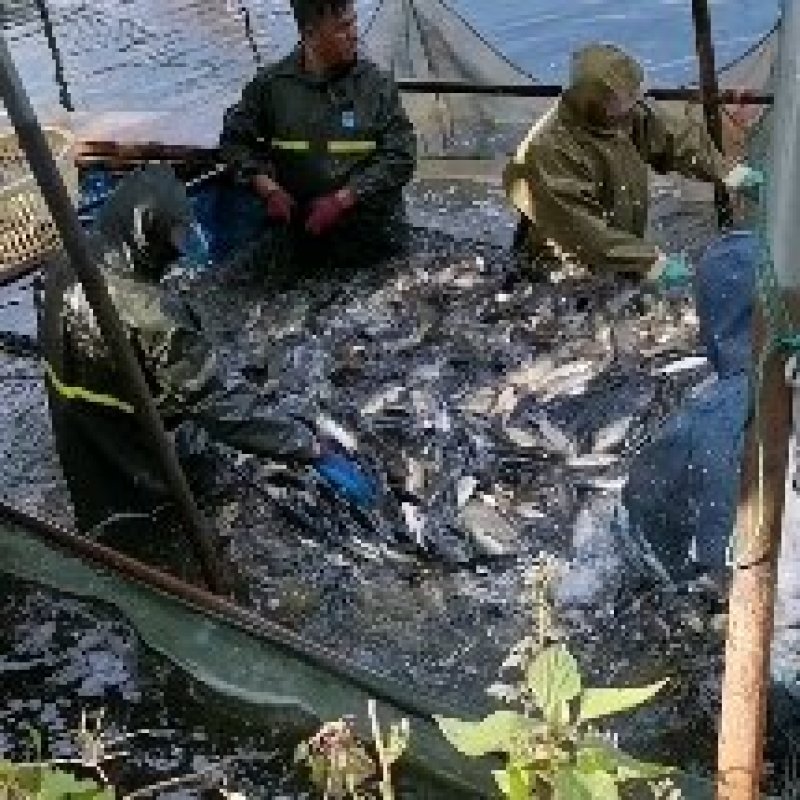 青鱼:本养殖场养殖场长期出售鱼苗，下塘鱼质量保证……