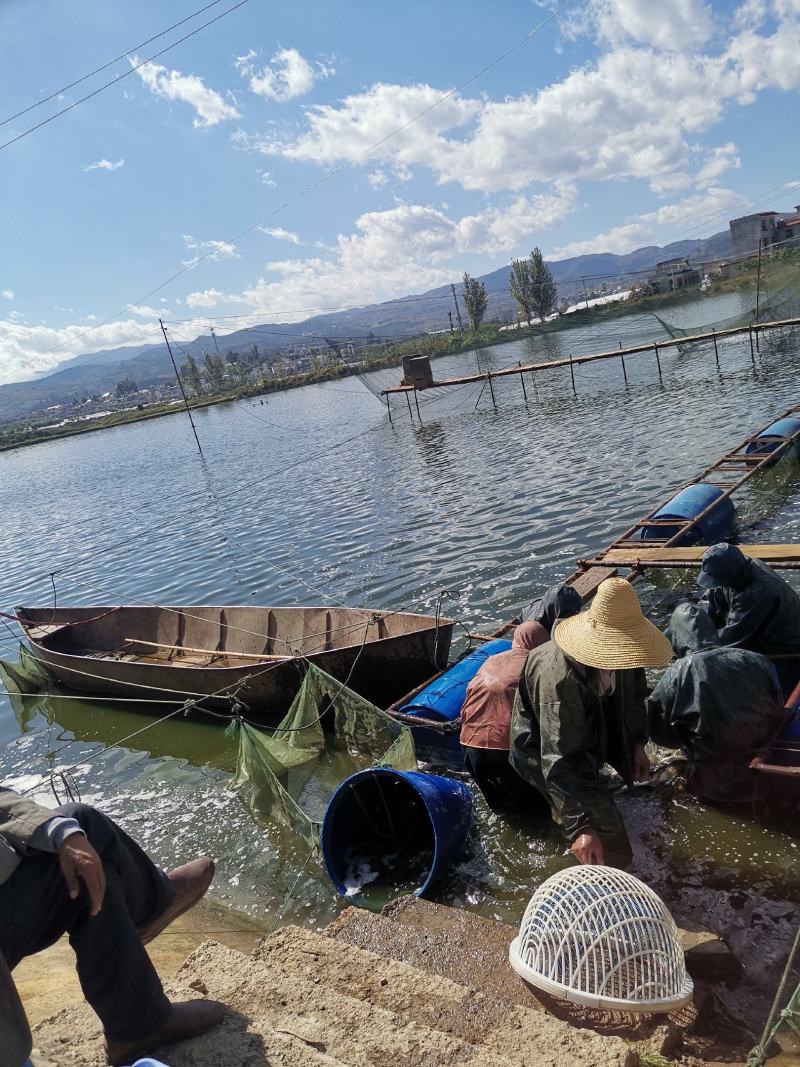 青鱼:本养殖场养殖场长期出售鱼苗，下塘鱼质量保证……