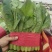精品小白菜