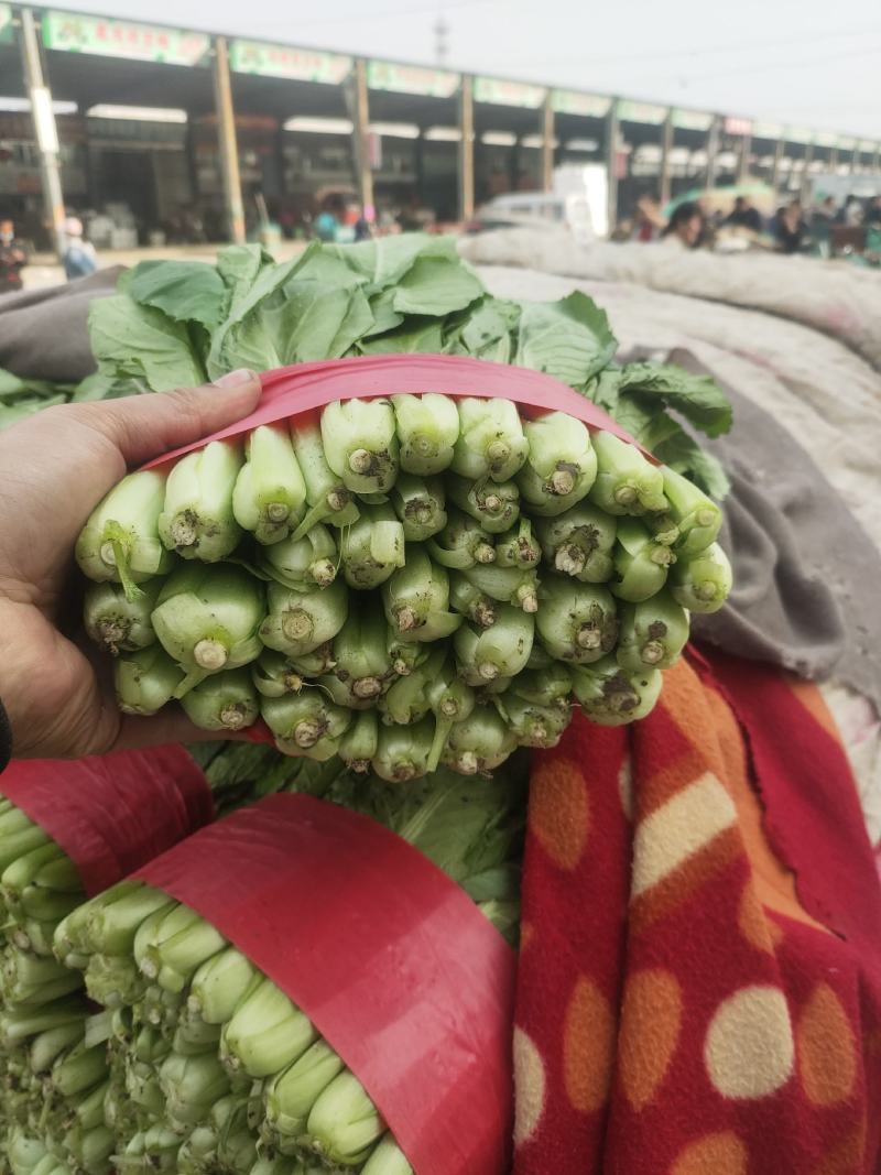 精品小白菜