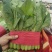 精品小白菜