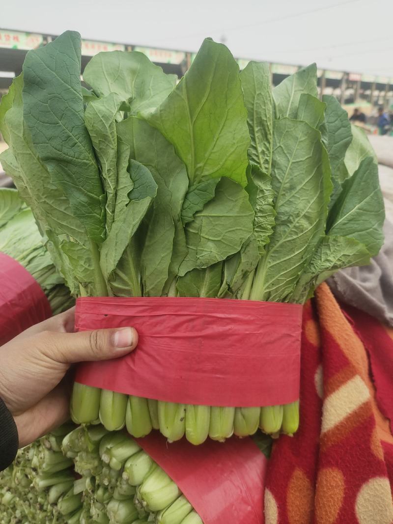 精品小白菜