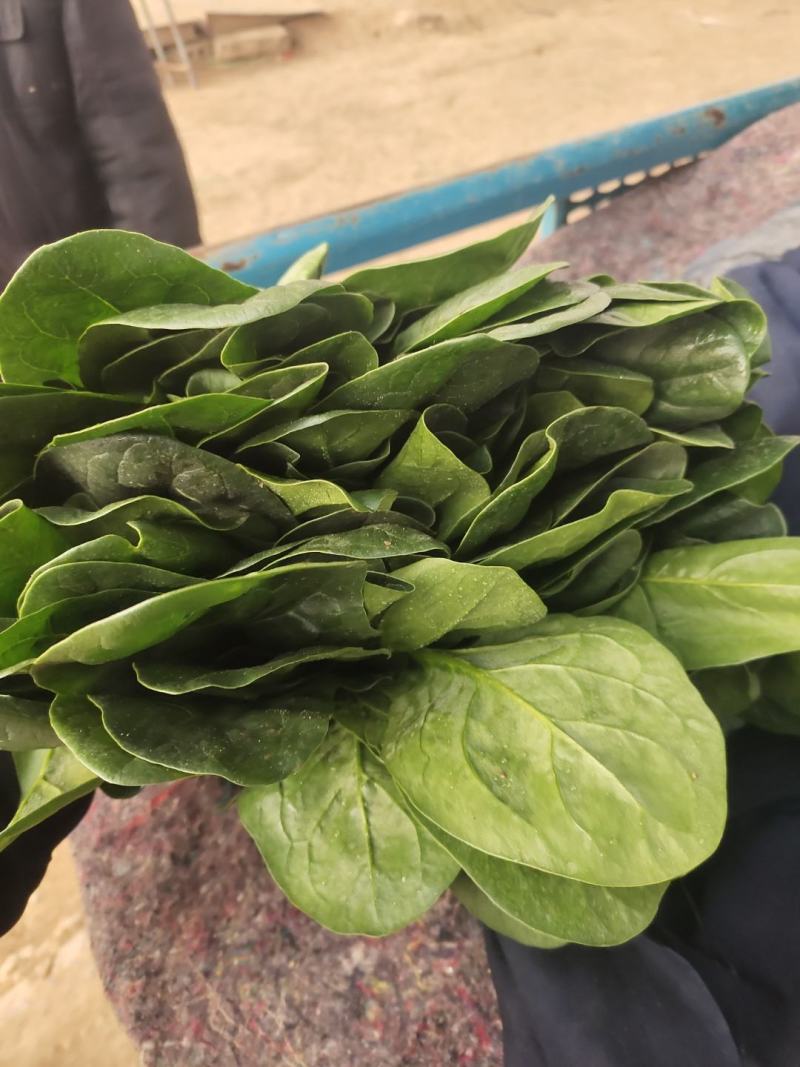 菠菜