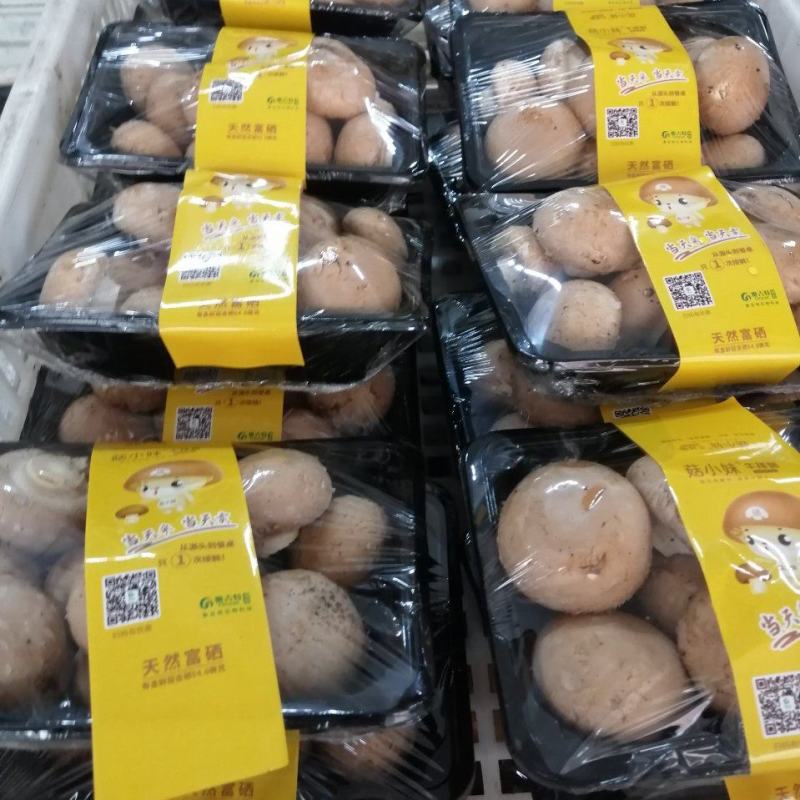 奥吉特牛排菇