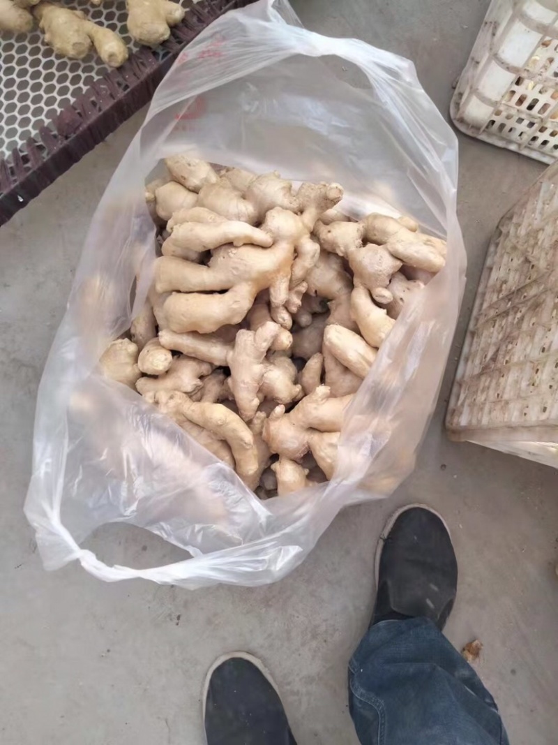 河北衡水市安平大姜{鲜货}基地供应！～陌武牌专属0318