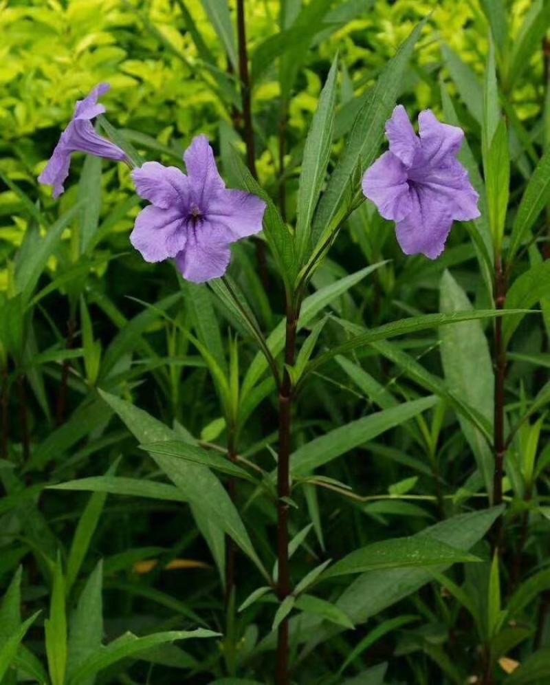 福建省漳州市供应绿化庭院设计，翠芦莉，产地直销价大小规格