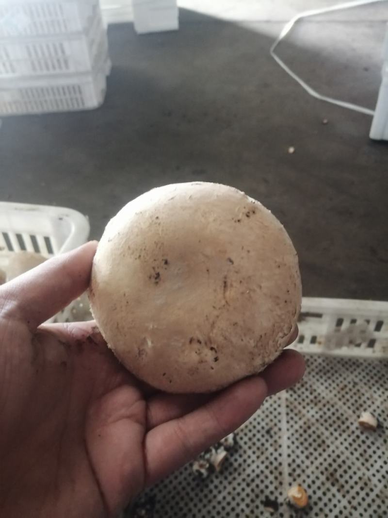 奥吉特牛排菇