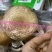 奥吉特牛排菇