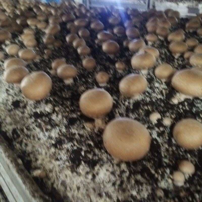 奥吉特牛排菇