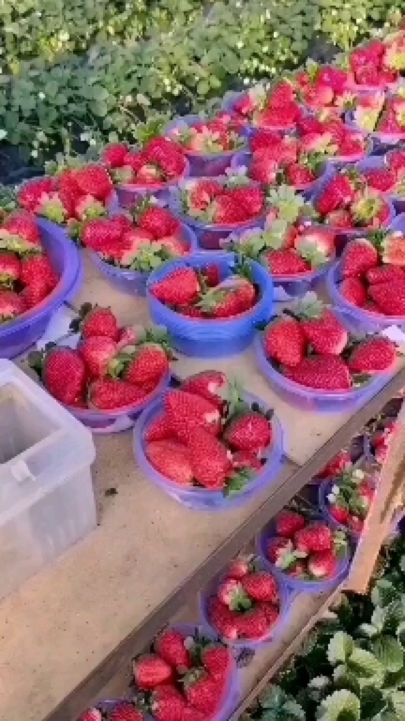 草莓大量上市