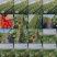 草莓大量上市