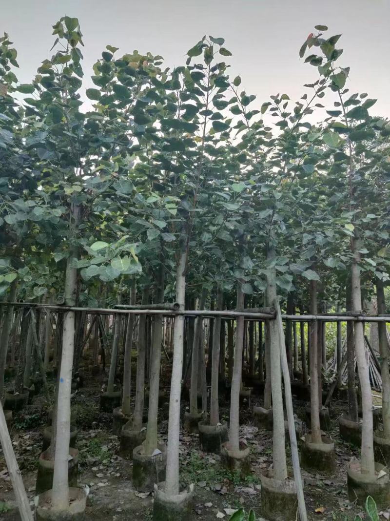 小叶榕福建漳州小叶榕绿化庭院设计基地直供大小规格袋苗