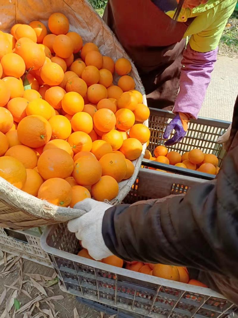 【优质】橙子正宗中华红橙橙子产地直销甜蜜多汁无中间商