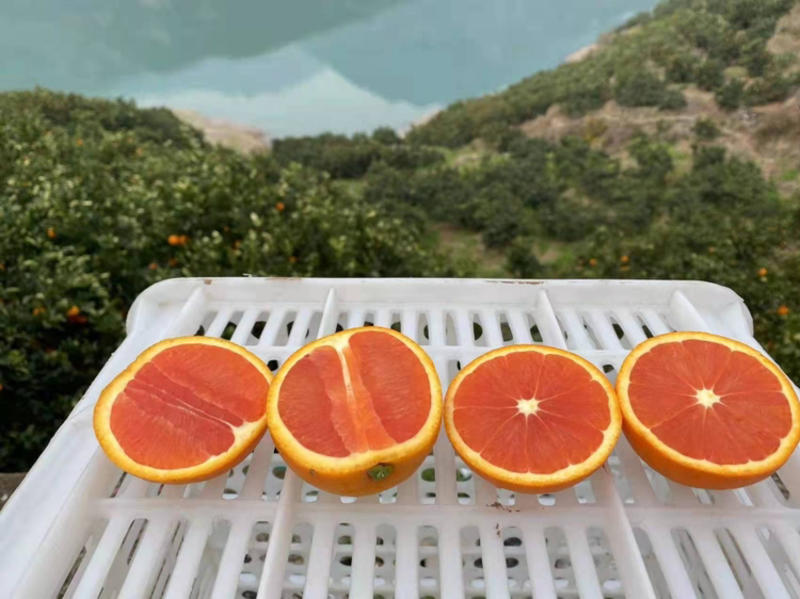【优质】橙子正宗中华红橙橙子产地直销甜蜜多汁无中间商