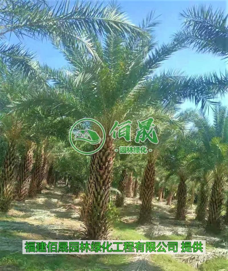 漳州中东海枣批发价格、福建大量供应银海枣、中东海枣种植