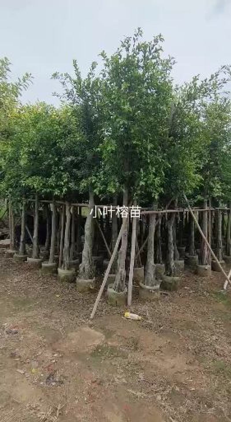 小叶榕福建漳州供应绿庭院设计，小叶榕供应大小规格袋苗