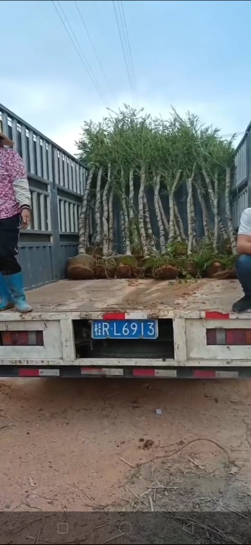 小叶榕福建漳州供应绿庭院设计，小叶榕供应大小规格袋苗