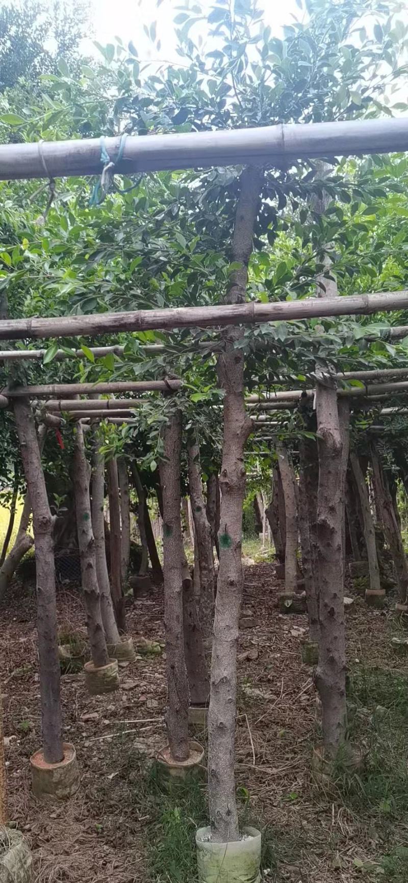 小叶榕福建漳州供应绿庭院设计，小叶榕供应大小规格袋苗