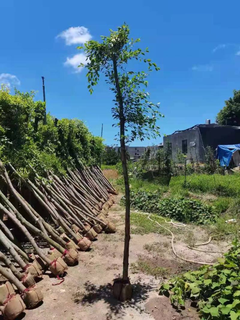 小叶榕福建漳州供应绿庭院设计，小叶榕供应大小规格袋苗