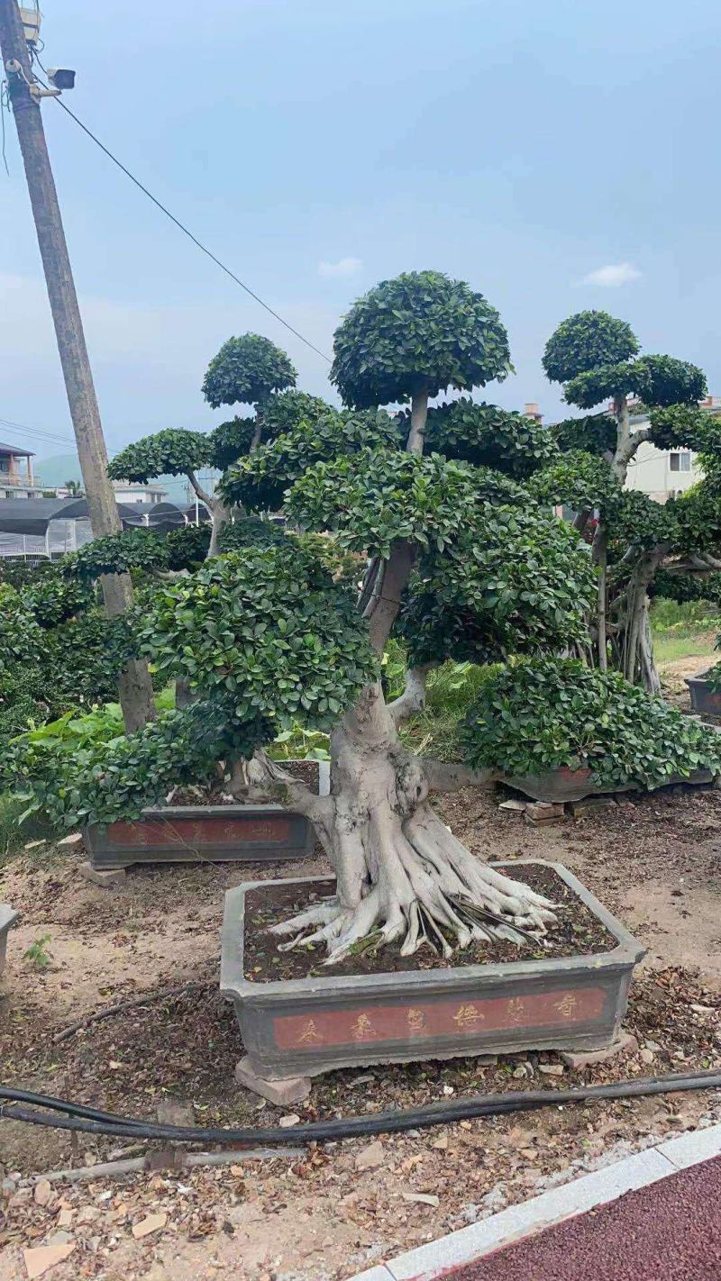 小叶榕福建漳州供应绿庭院设计，小叶榕供应大小规格袋苗