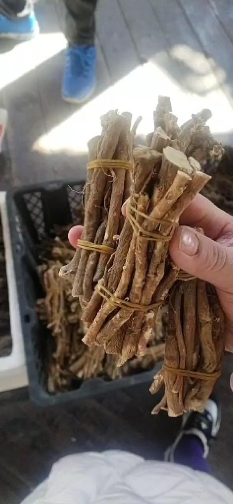 黄芪
